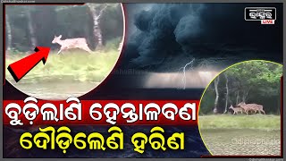 ବାତ୍ୟା ଦାନା ଧିରେ ଧିରେ ଭିତରକନିକାର ପାଖ ହେଉଥିବା ବେଳେ ଏବେ ହେନ୍ତାଳବନରେ ଜୀବଜନ୍ତୁ ମାନେ ଭୟରେ ରହିଛନ୍ତି [upl. by Anayad]