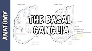 The Basal Ganglia Clinical Anatomy [upl. by Eyk258]