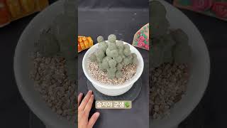 습지야 군생Tephrocactus geometricus아프리카식물 선인장 succulent plants [upl. by Ise448]