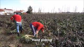 The production phases of Radicchio di Treviso igp [upl. by Atilehs682]