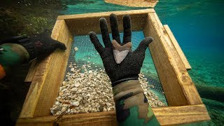 I Found a Megalodon Shark Tooth Underwater While Fossil Hunting How to Find Shark Teeth [upl. by Nickles]