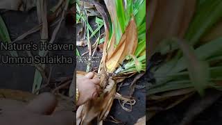 Pandanus dubius spreng plant pleasesubscribemychannel plants garden gardening new nature [upl. by Foah]