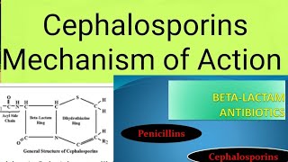 Antibiotics Cephalosporins Mechanism of Action [upl. by Joappa]