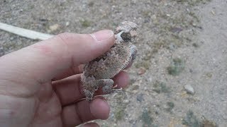 Horned lizard education [upl. by Rosol502]