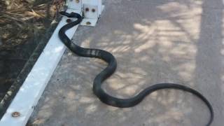 PISSED OFF black racer snake [upl. by Metzgar92]