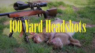 Browning TBolt 100 Yard Headshots [upl. by Sirenay102]