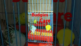 Budgies Care😘birds viral youtube budgies trending [upl. by Sibylla791]