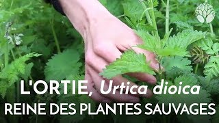 Lortie Urtica dioica la reine des plantes sauvages [upl. by Edmea]