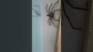 Huntsman Spider Australia [upl. by Plato]