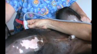 Learning Ultrasound for Veterinarians [upl. by Valentin]