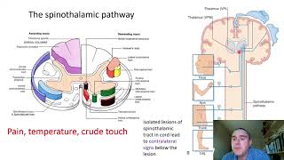 The somatosensory system slide presentation [upl. by Allsopp]