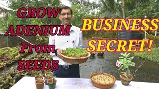 How to Grow Adenium from Seeds  The Business Secret Revealed [upl. by Orestes]