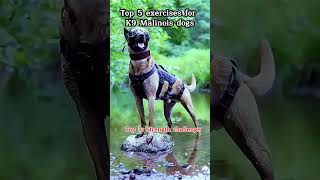 dog military k9protection dogs doglover k9 malinois army workingk9 pitbull [upl. by Ellery698]