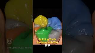 Wax Up building dental tooth anatomy 🦷🤍  Renfert Occlusal compass [upl. by Onabru]