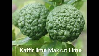 Kaffir lime Makrut Lime [upl. by Reisinger206]