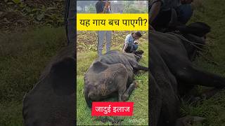 Treatment of intestine protozoal in cow ampBuffalo PKshortsvideoviralvideofunnyvideotrendin [upl. by Ahsiruam]