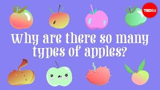 Why are there so many types of apples  Theresa Doud [upl. by Hctud430]