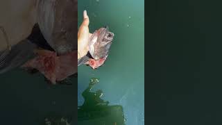 Mother Sea Lion Takes Our Fish To Feed Her Baby Seal shorts fishing pets [upl. by Filler]