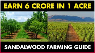 SANDALWOOD FARMING  SANDALWOOD CULTIVATION [upl. by Anol141]