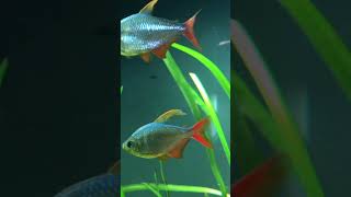 Colombian Tetra in full spawning colours Hyphessobrycon columbianus [upl. by Ratcliff]