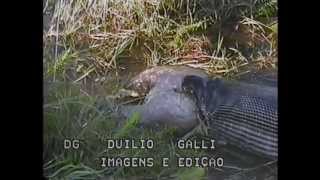 Sucuri Gigante cenas inéditas e som original  Vr Duilio Galli Ibitinga Brasil [upl. by Albertine118]