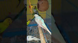 BUDGIS KI COLONY ME LAGTA HAI ACCHI BREADING HO SAKTI H YE SEOSON ME budiges parrot [upl. by Darom]