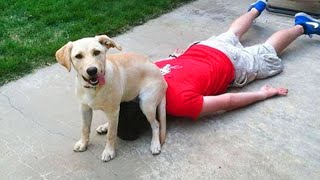 FUNNIEST Pet Fails of 2024 😂 Best Funniest Animal Videos of Week [upl. by Ahsekam423]