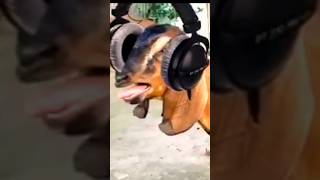 Bakri ki awaaz mein song 🤣 comedy reels funny [upl. by Sidell]