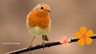 Pájaros Felices  Sonidos  Cantando [upl. by Kassey]