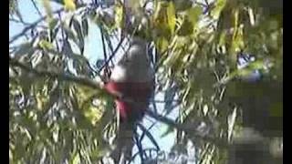 Tocororo cantandoCuban Trogon singing [upl. by Atnoved489]