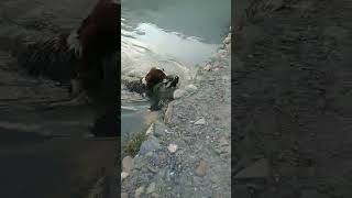 Dog Fetching Duck waterfowl shorts viralvideo youtube foryou fyp like share subscribe [upl. by Dewhirst]