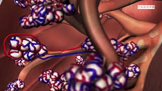 Corpus  au cœur des organes Alimentation des cellules [upl. by Enovaj]