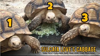 Can Tortoise Eat Cabbage [upl. by Saturday]