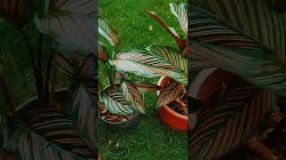 Calathea plant varieties [upl. by Yup]