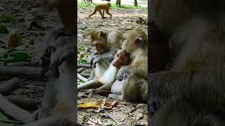 Ep683 shorts Cute Monkey Goes on Adorable Adventure in the Jungle [upl. by Camp]