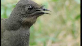 Attenborough the amazing Lyre Bird sings like a chainsaw Now in high quality  BBC Earth [upl. by Etteloiv]