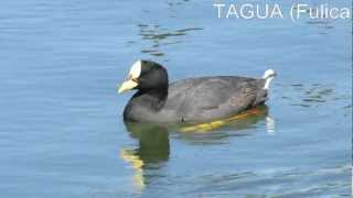 TAGUA Fulica armillata [upl. by Lihas722]