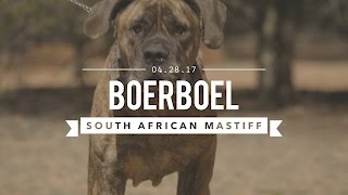 BOERBOEL A SOUTH AFRICAN MASTIFF TRAINED FOR CIVIL AGGRESSION [upl. by Latoye]