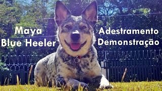 Adestramento Australian Cattle Dog Blue Heeler [upl. by Compte]