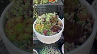 Succulent arrangement sempervivum succulentarrangements succulentvarieties succulent succulent [upl. by Nashbar]