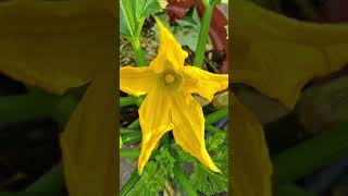 Courgette Flower [upl. by Haeel]