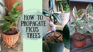 How To Propagate a Ficus Tree  Air Layering a Ficus Tree [upl. by Kall490]