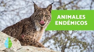 QUÉ SON LAS ESPECIES ENDÉMICAS  ANIMALES ENDÉMICOS del MUNDO [upl. by Deer822]