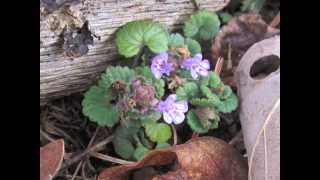 Plant portrait  Ground ivy Glechoma hederacea [upl. by Andriana]