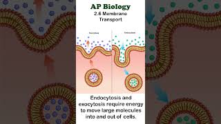 AP Bio  26 Endocytosis and Exocytosis apbiology cellbiology [upl. by Haldane]