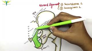 Gluteal ligaments  Sacrospinous and Sacrotuberous ligament  Anatomy  Knowing anatomy [upl. by Eellehs259]