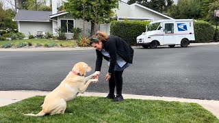 My Labrador Retriever Is In Love With Kristy The Mail Lady [upl. by Trixie]