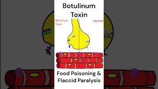 Botulinum Toxin mode of action toxins foodpoisoning animation [upl. by Edijabab]