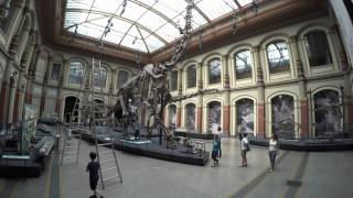 Photogrammetrizing the mount of Giraffatitan brancai Brachiosaurus [upl. by Susanne]