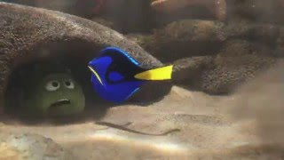 quotBaby Doryquot Clip  Finding Dory [upl. by Roper]